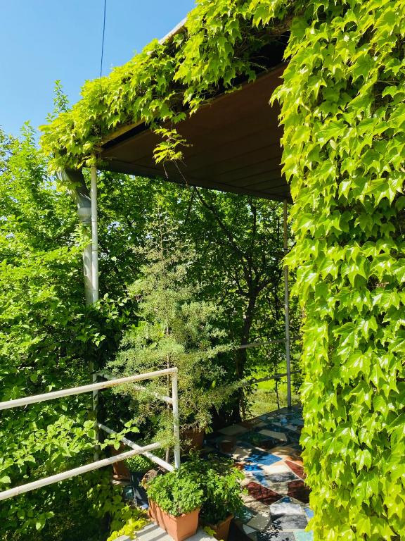Zahrada ubytování Green House