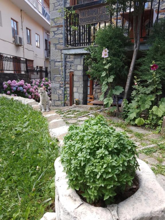 Zahrada ubytování Arka Metsovo