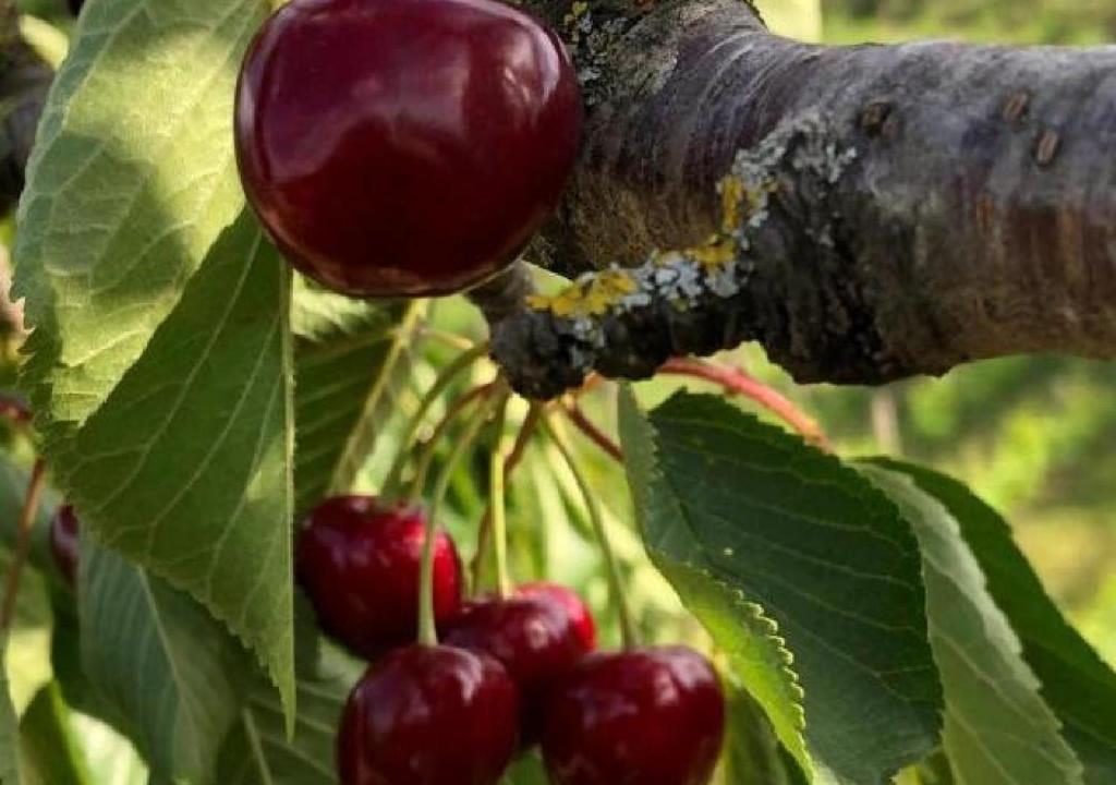 Azienda Agraria La Casella - 8