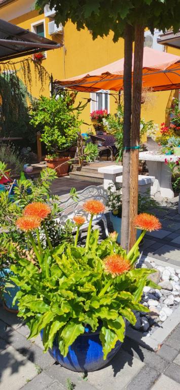 Zahrada ubytování Hostel Sonce