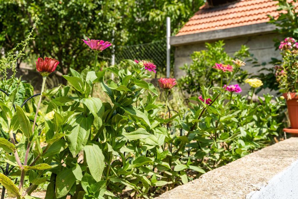 Vonkajšia záhrada v ubytovaní Marija Apartment