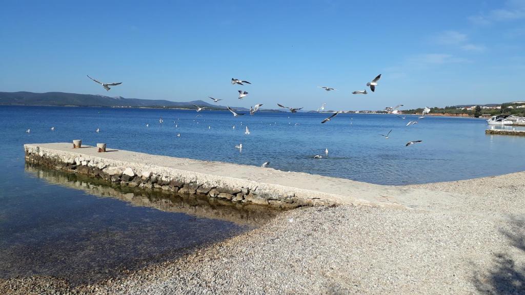 a flock of birds flying over a body of water at ANNA in Biograd na Moru