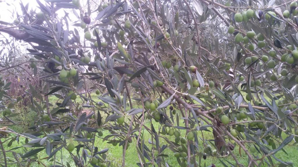 uma árvore com muitos frutos verdes em La casetta tra gli ulivi em Sciacca