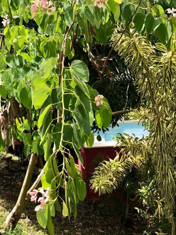 Giardino di Magnifique Villa Bauhinia, Piscine vue mer
