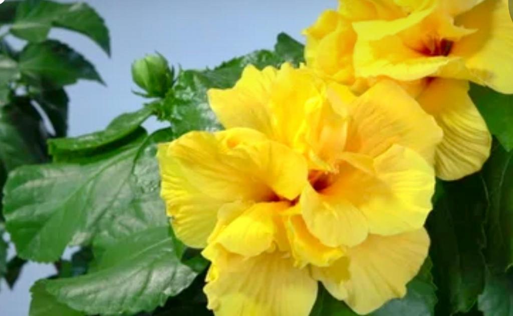 
Studio with Sea View
