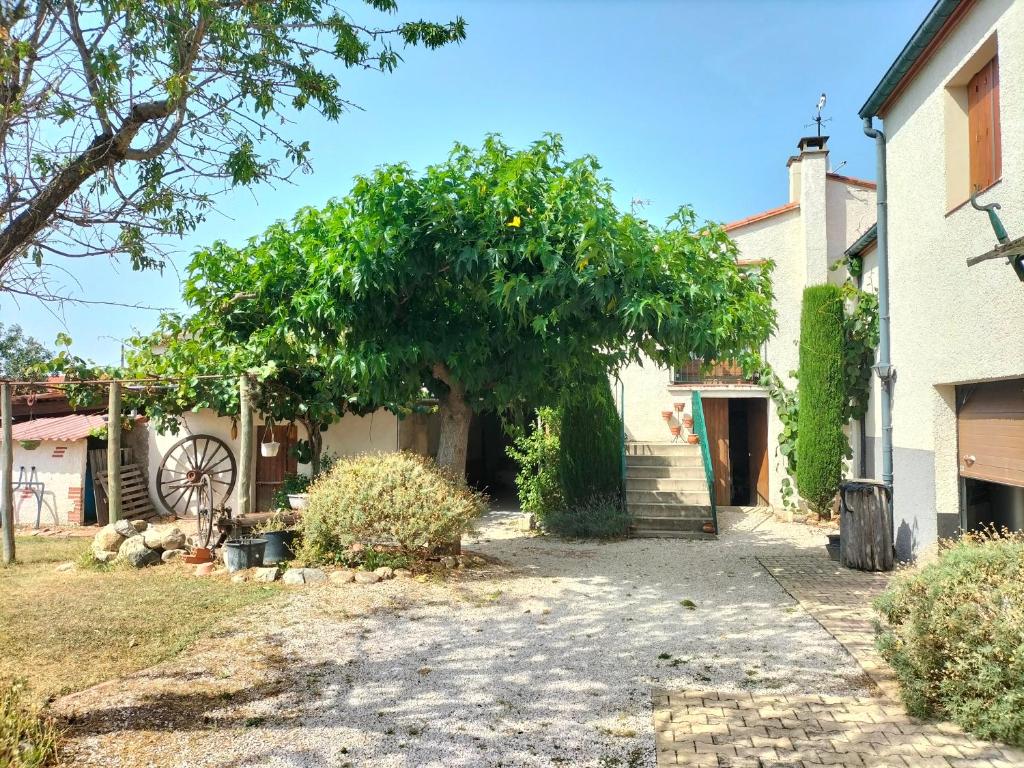 Ein Baum im Hof eines Hauses in der Unterkunft Apartament rural 2/4 PAX Vallespir in Maureillas