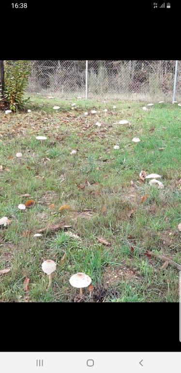 Vonkajšia záhrada v ubytovaní Casa jardin Mariana