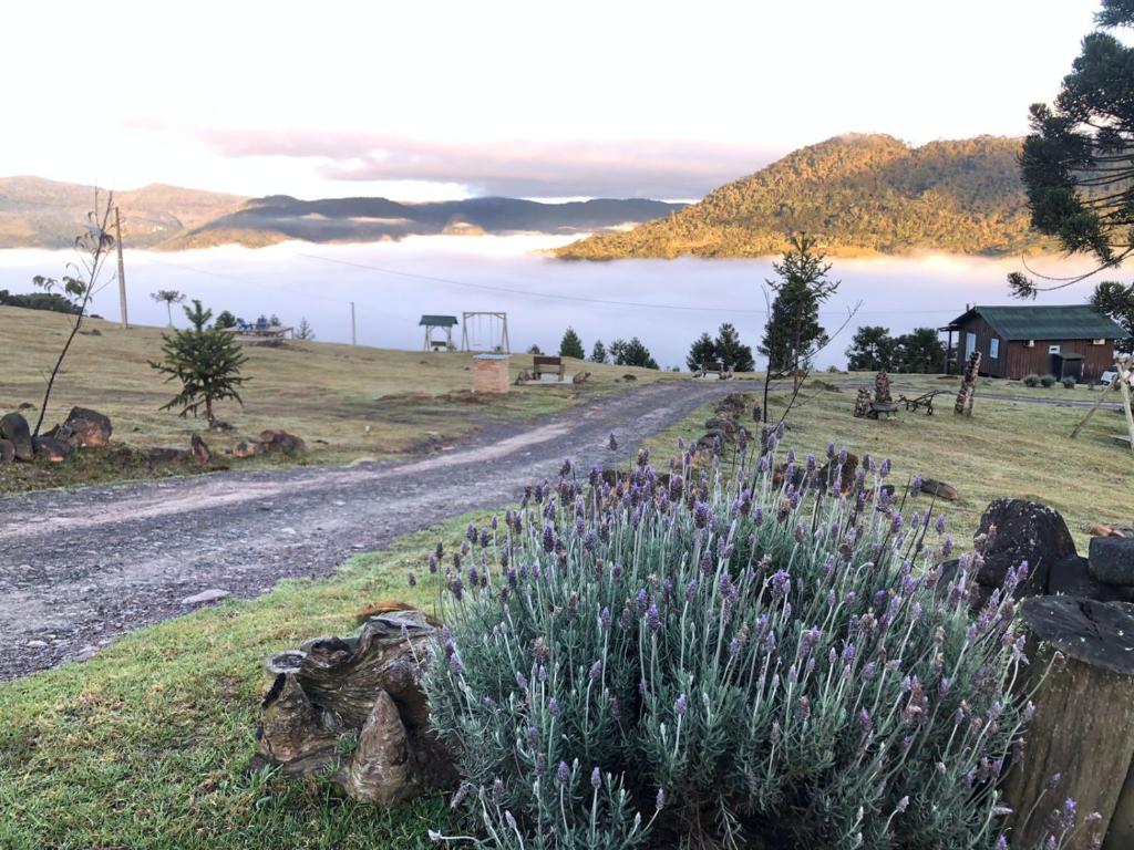 a road with purple flowers on the side of a field at Ap. Shalom. Pousada Colina dos Ventos in Urubici