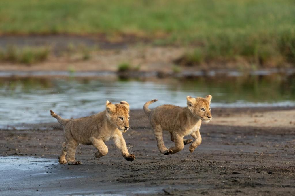 Et eller flere kæledyr der bor med gæster på Africa Safari South Serengeti Ndutu Ngorongoro