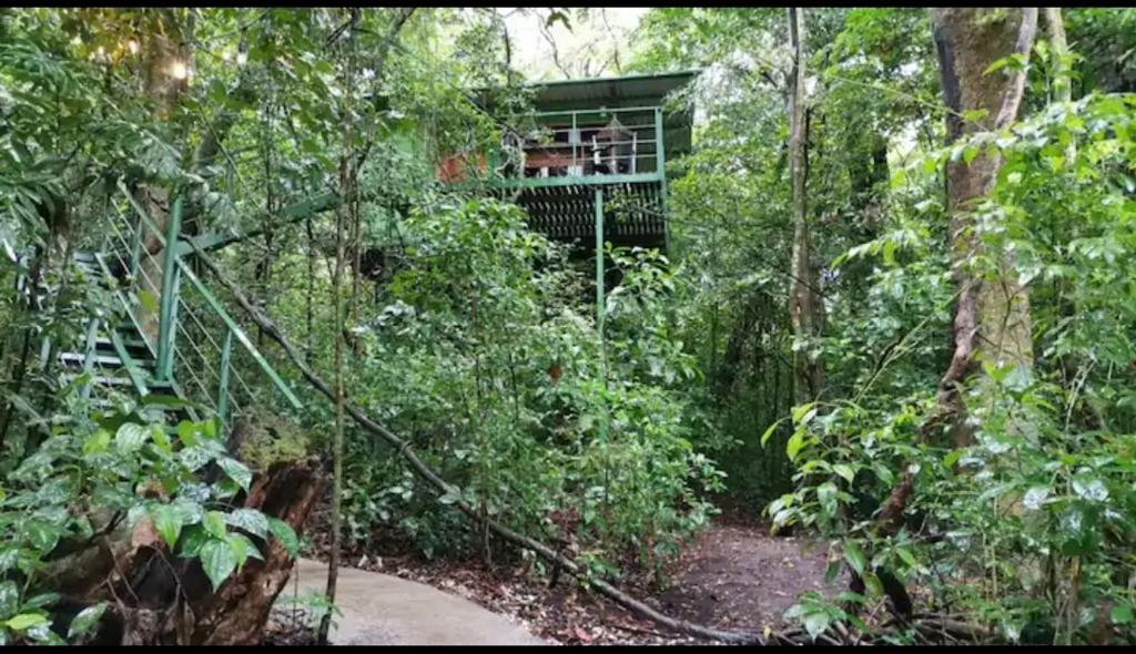 una casa en el árbol en medio del bosque en Jungle Living Tree Houses, en Monteverde