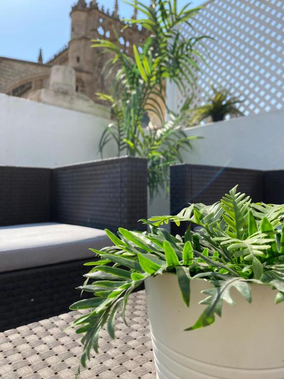 two potted plants sitting on a table on a balcony at Catedral Boutique in Seville