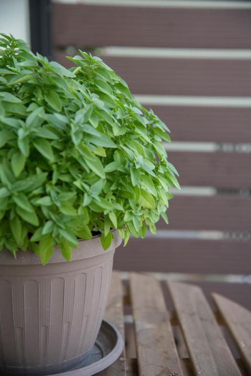 Casa Di Famiglia - 10