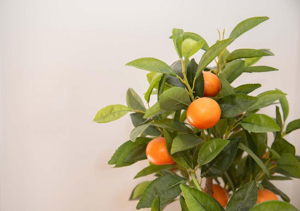 Casa Di Famiglia - 12