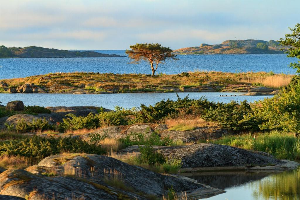 a tree in the middle of a body of water at Isakssons Cottage 6 in Föglö
