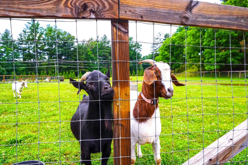 Pisgah Forest Farm Home Outdoor Pool and Games, Pisgah Forest (updated prices 2024)