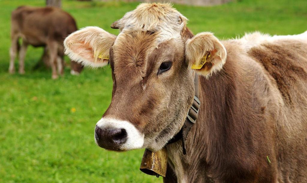 une vache brune portant un collier dans un champ dans l'établissement Grünes Allgäu Simon Held, à Opfenbach