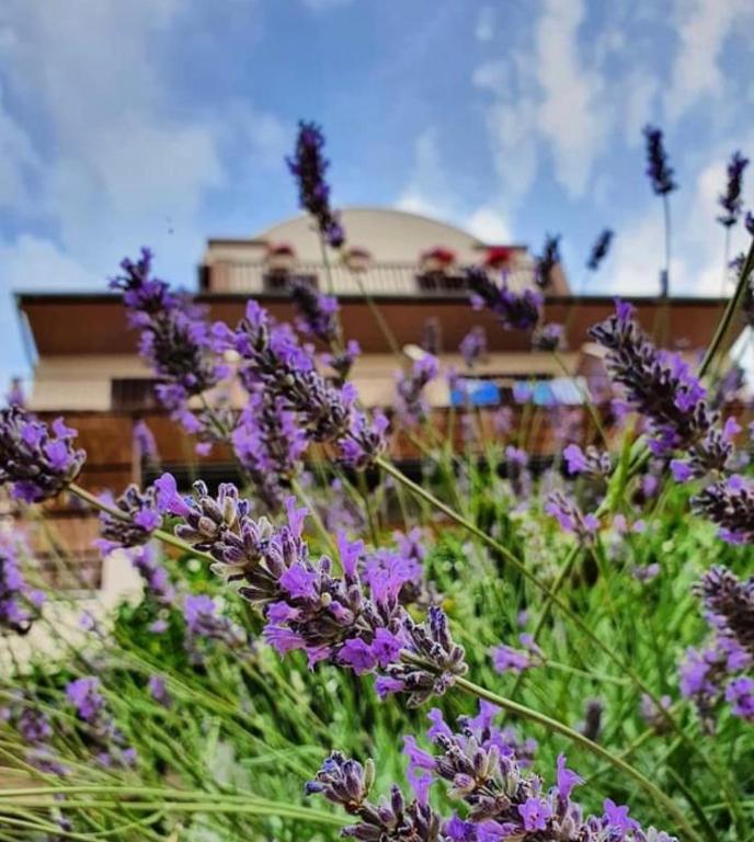 Zahrada ubytování Hotel B&B CHAMBERLAIN