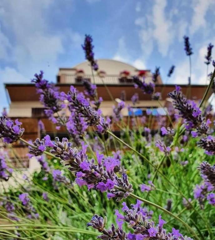 a field of purple flowers in front of a building at Hotel B&B CHAMBERLAIN in Hvar