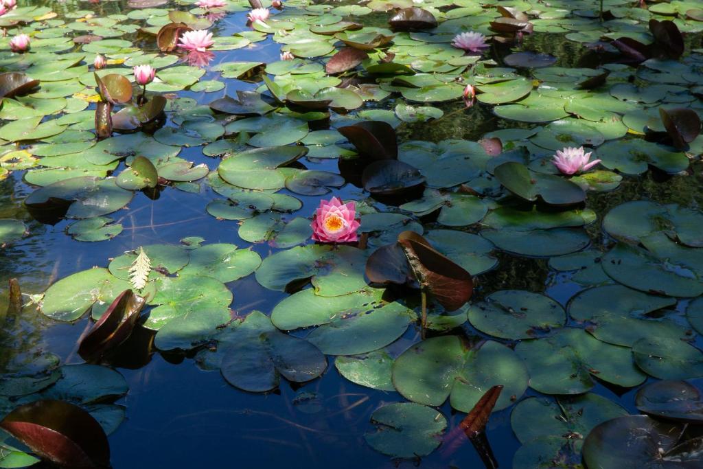 a bunch of lily pads and a pink flower in a pond at Log Inn Bonners Ferry in Bonners Ferry
