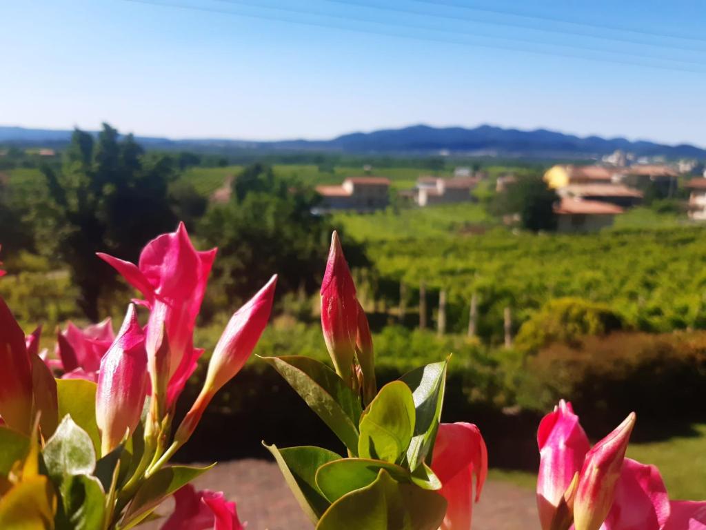 una planta con flores rosas y un viñedo de fondo en Ca dei Giari, en Valdobbiadene