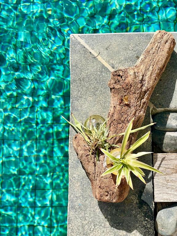 Bazén v ubytování Chambres d'hôtes & spa Le Jardin de Ravintsara nebo v jeho okolí