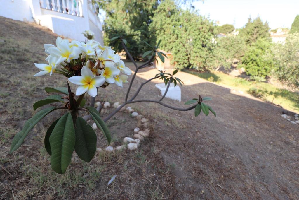 Zahrada ubytování Casa Home Golf Playa