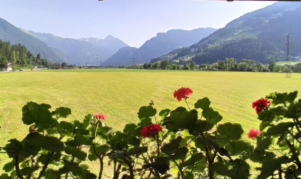 ein grünes Feld mit Blumen und Bergen im Hintergrund in der Unterkunft Ferienwohnung Zillertaler Alpenblick in Zell am Ziller