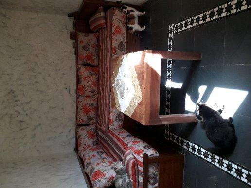 a cat sitting on a chair in front of a mirror at dar stefano in Essaouira