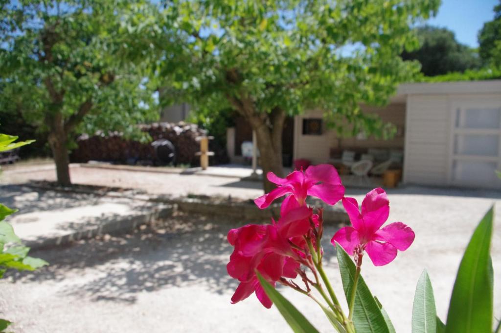 Ogród w obiekcie Le Grand Cèdre - 2 Chambres d'hôtes - Sud Ardèche
