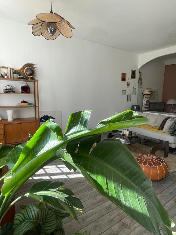 una planta verde en una sala de estar con cama en Appartement romantique proche plage prado Perrier, en Marsella
