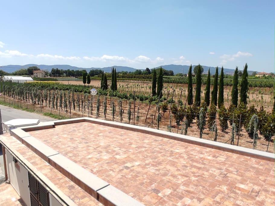 widok na winnicę z drzewami i patio w obiekcie Affittacamere Villa Mary w mieście Pistoia
