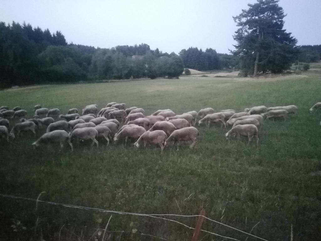 Fotografia z galérie ubytovania Chez Sophie et Gilles v destinácii Monistrol-sur-Loire