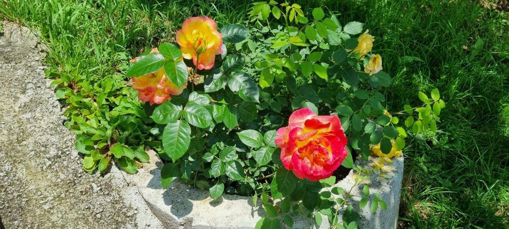 un gruppo di fiori colorati in un giardino di Apartman Studio Teona a Nova Varoš