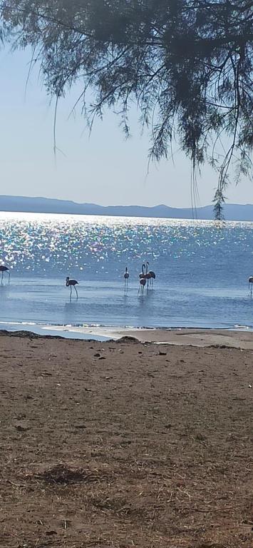 um grupo de flamingos caminhando na água em uma praia em Angel's Houses em Skala Kallonis