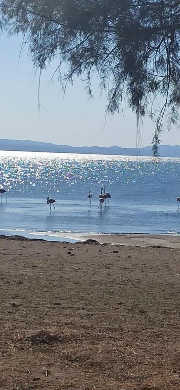 een groep flamingo's die in het water op een strand lopen bij Angel's Houses in Skala Kallonis