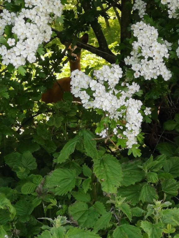 Zahrada ubytování Charmant POD en bois près d'un plan d'eau