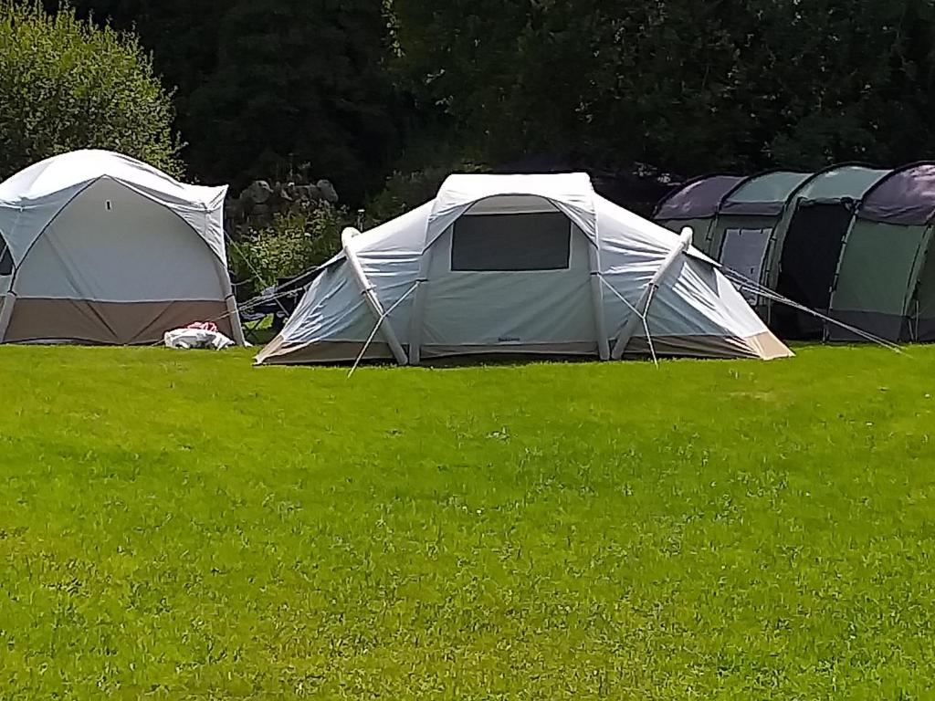 a group of tents in a field of grass at St Mullins Camping in Saint Mullins