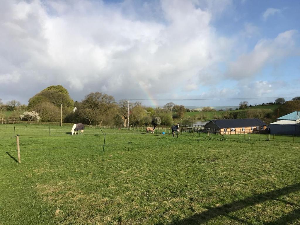 a group of cows grazing in a field with a rainbow in the sky at Lake House Annexe - beautiful countryside retreat in Bristol