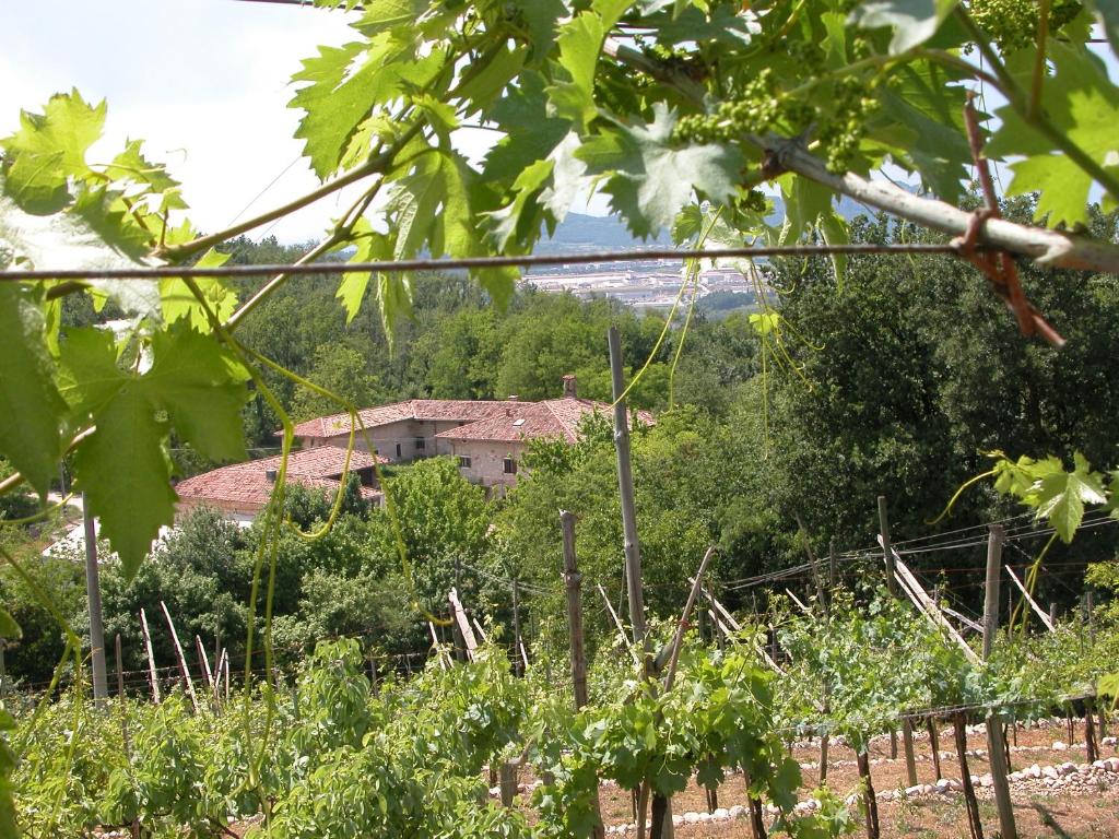 a farm house in the middle of a vineyard at Agriturismo Ca' Verde in SantʼAmbrogio di Valpolicella