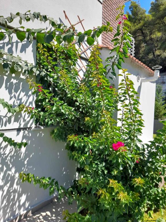 Zahrada ubytování Aetofolia Villa