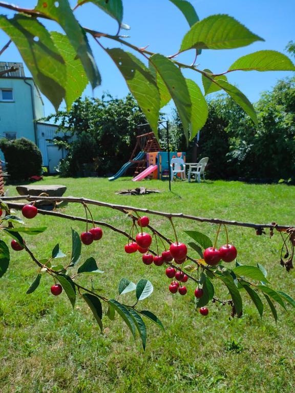 Zahrada ubytování Agrogospodarstwo HALINA ŁUC