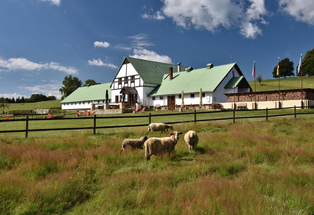 un grupo de ovejas de pie en un campo frente a una casa en Farma Hvozd, en Krompach