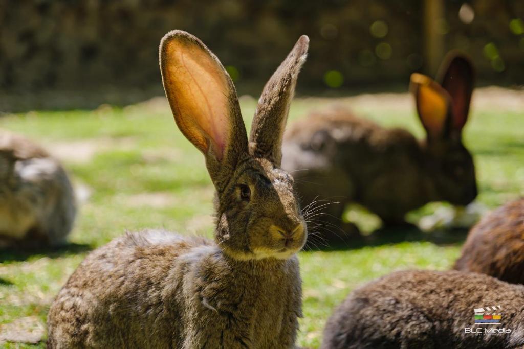 Wolkendorf Bio Hotel & Spa - Resim 45