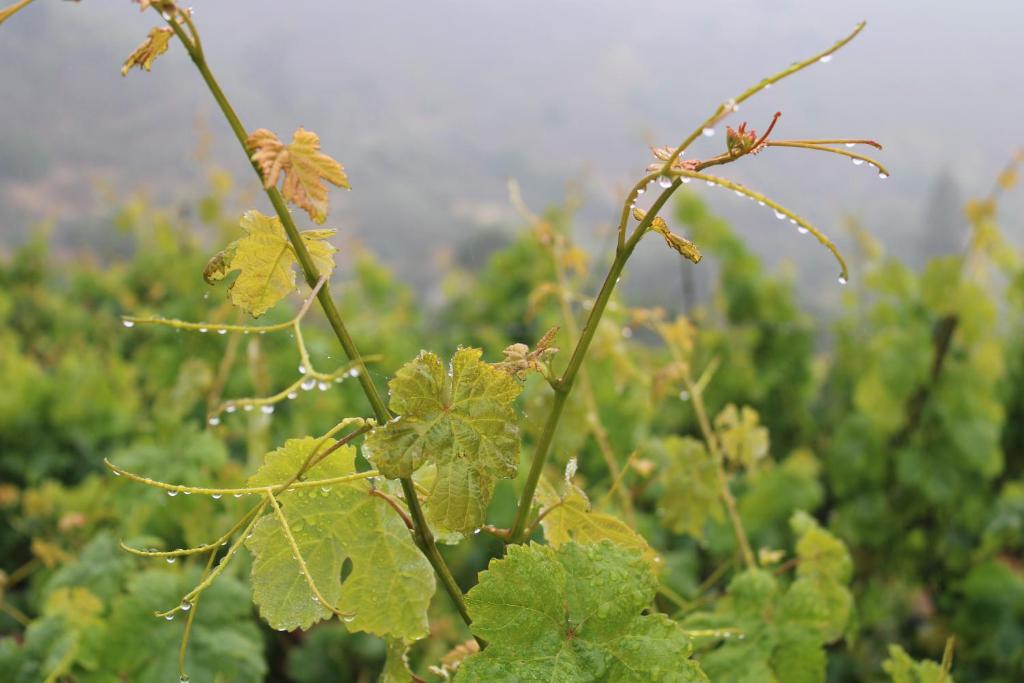 Fotografia z galérie ubytovania Finca El cole v destinácii Las Palmas de Gran Canaria