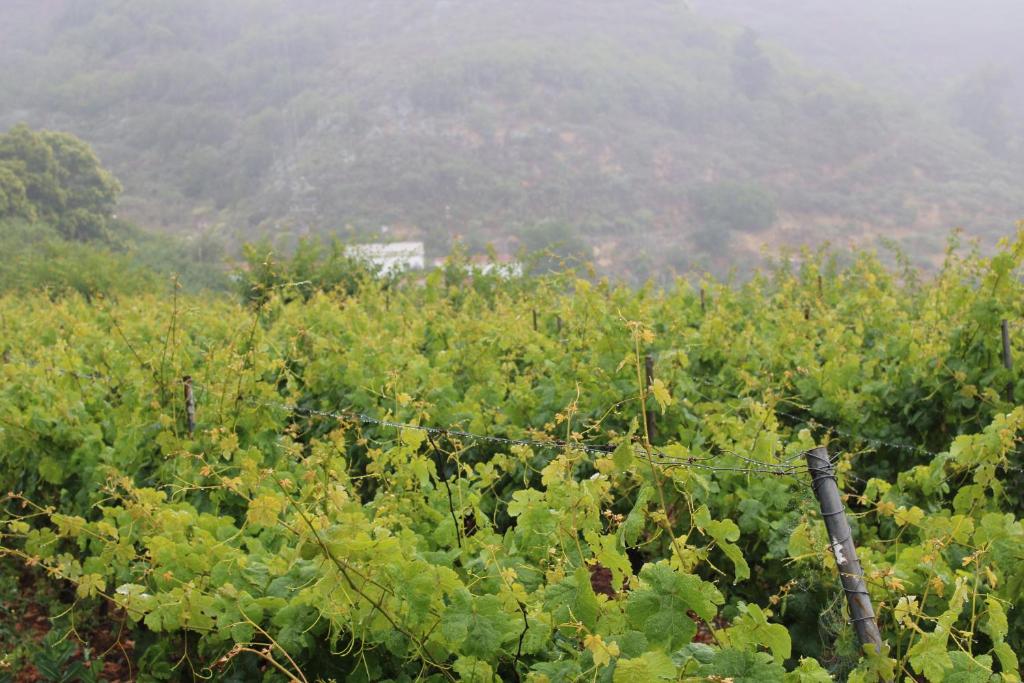 Fotografia z galérie ubytovania Finca El cole v destinácii Las Palmas de Gran Canaria