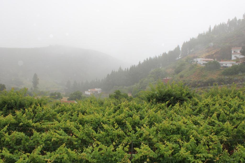 Fotografia z galérie ubytovania Finca El cole v destinácii Las Palmas de Gran Canaria
