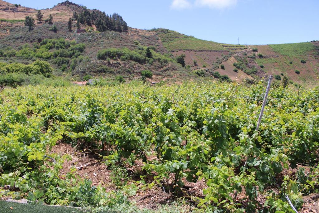Fotografia z galérie ubytovania Finca El cole v destinácii Las Palmas de Gran Canaria