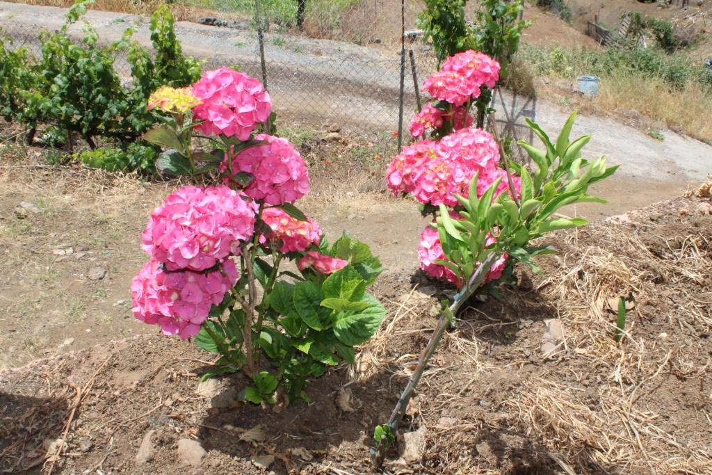 Fotografia z galérie ubytovania Finca El cole v destinácii Las Palmas de Gran Canaria