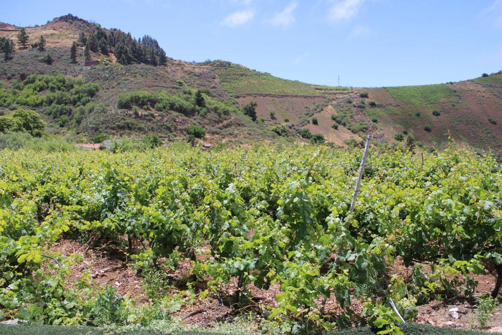 Fotografia z galérie ubytovania Finca El cole v destinácii Las Palmas de Gran Canaria