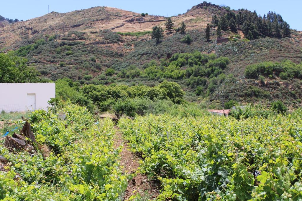 Fotografia z galérie ubytovania Finca El cole v destinácii Las Palmas de Gran Canaria